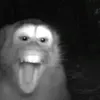 vosk avatar