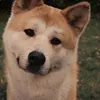 XaTuko avatar