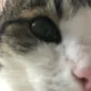 Meow avatar